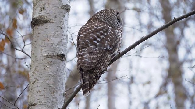 Barred Owl and Betula papyrifera. смотреть онлайн