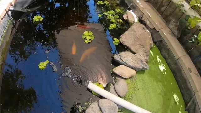 How many gallons in your pond and what size pump for your pond or aquaponics. смотреть онлайн