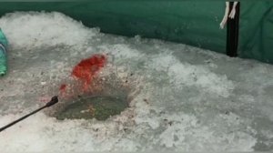 ЛОВЛЯ УКЛЕЙКИ и ПЛОТВЫ ЗИМОЙ на МОРМЫШКУ со ЛЬДА. уклейка зимой