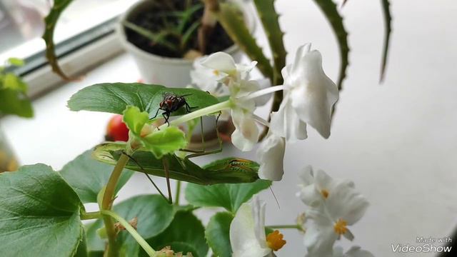 Богомол охотник