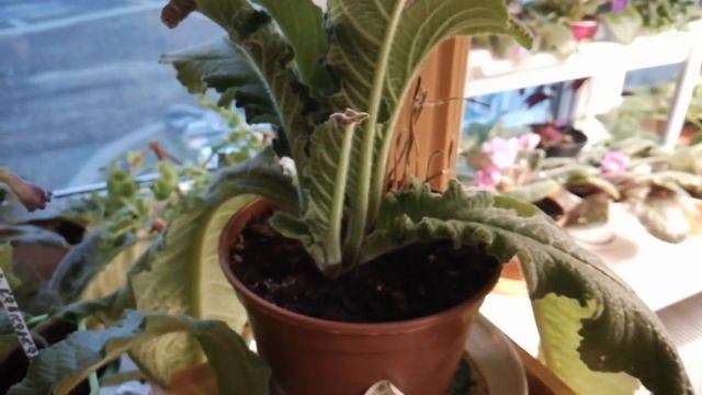 Традесканция зебрина почти полтора метра. Пора рассаживать и черенковать смотреть онлайн