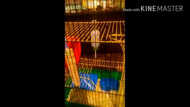 Что я купила для хомяков смотреть онлайн