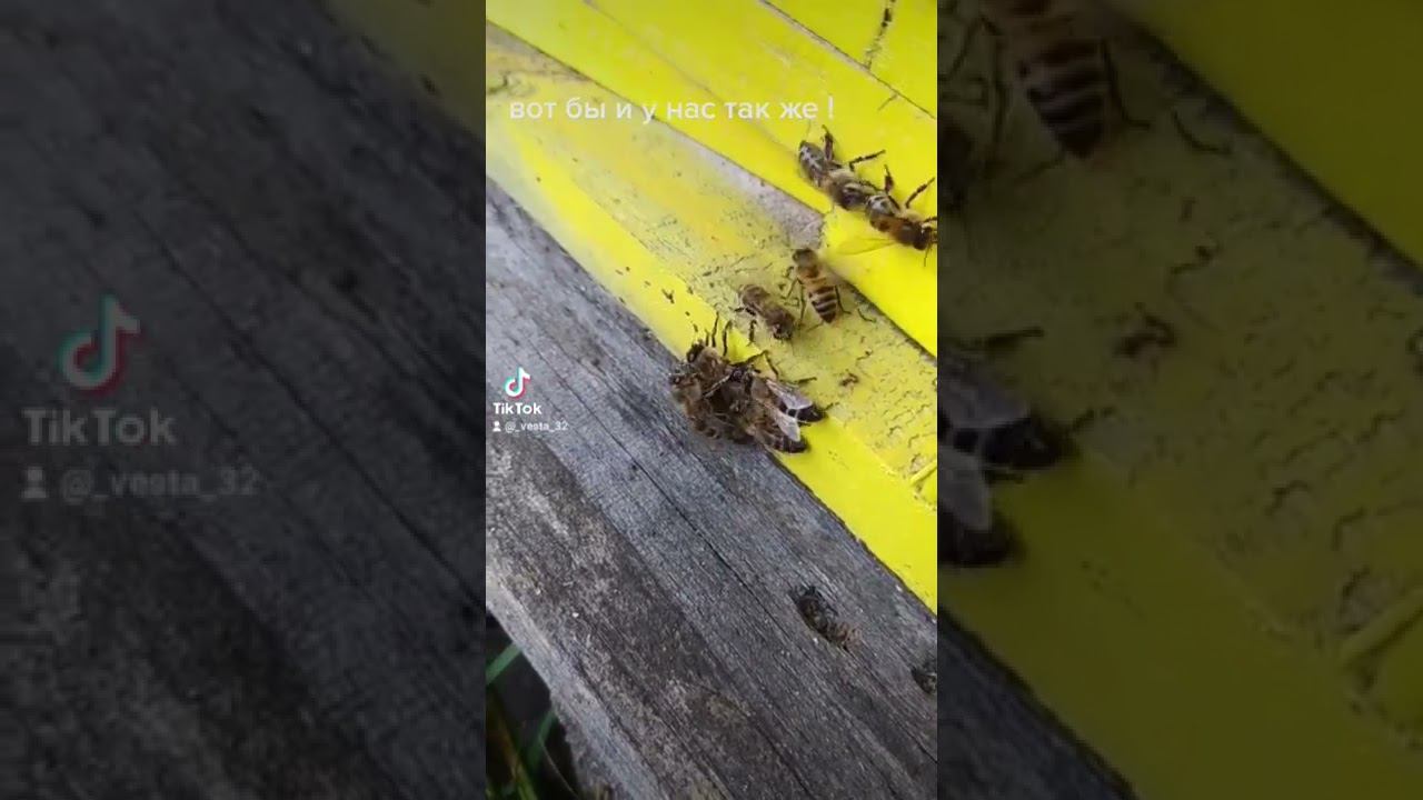вот так пчелы наказывают за воровство