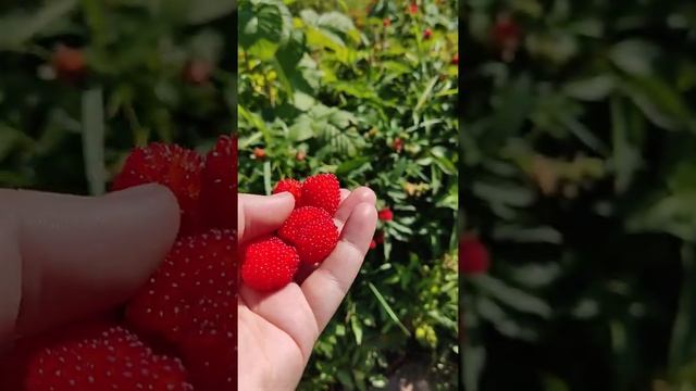 Тибетская малина. смотреть онлайн
