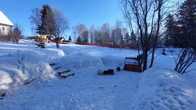 11.02.23. Порфирий Поздний. Почему сегодня нельзя сажать вербу? От чего можно было сегодня онеметь? смотреть онлайн
