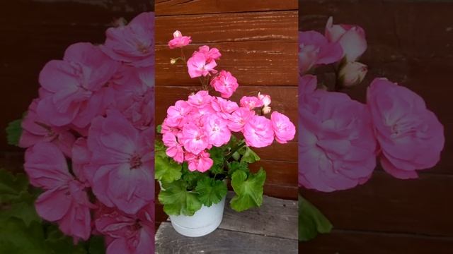 ЮВ Королевский Шиповник. новинка 2022 г. Селекционер Юлия Озерская С-Пб. Россия! смотреть онлайн