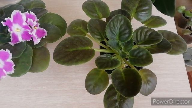 #ФИАЛКИ.?Фиалка КО-Петушок Золотой Гребешок Без Точки Роста. Как решила проблему. Снова зацветает!! смотреть онлайн