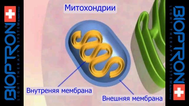 Процесс воздействия света Биоптрон смотреть онлайн