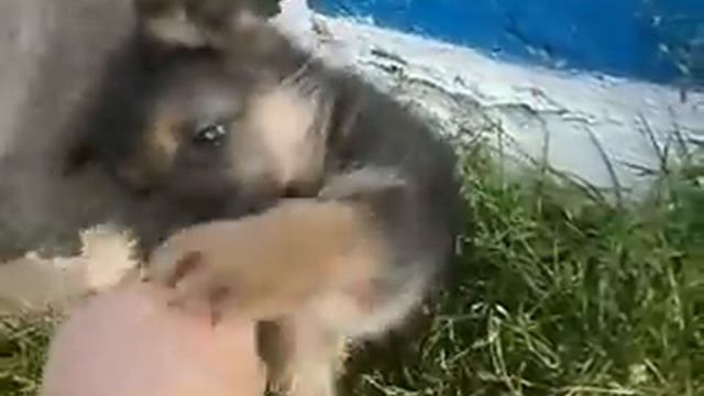 Самый красивый сабака в мире -The most beautiful dog in the world смотреть онлайн