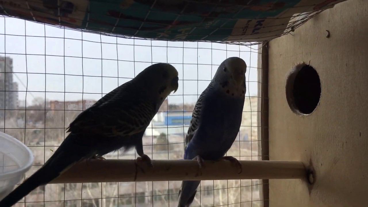 Клетка для разведения волнистых попугаев своими руками смотреть онлайн