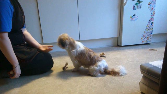 Bailey træner apport смотреть онлайн