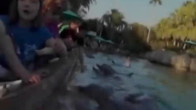 Дельфин укусил маленькую девочку смотреть онлайн