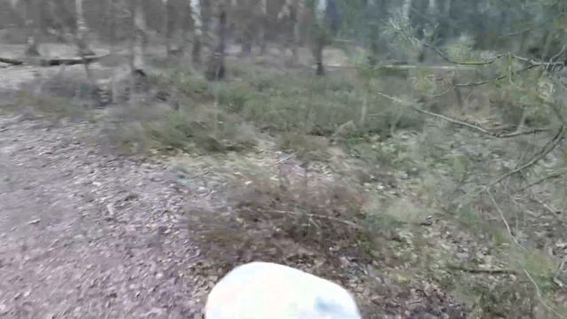 Идем искать заросли черники в лесу, 18.03.20 смотреть онлайн