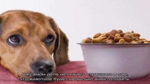 Собака не ест сухой корм: что делать, если раньше ела