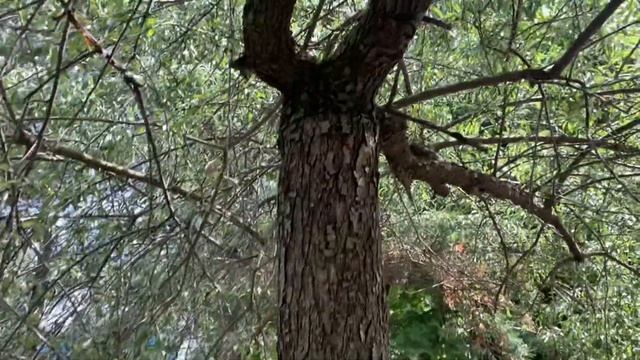 Серебристая и плакучая... груша! смотреть онлайн