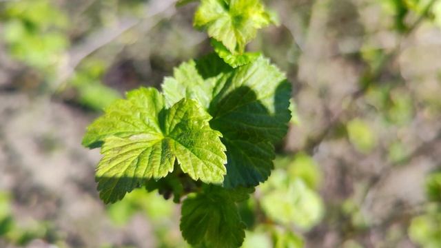 Красивая весенняя природа на даче смотреть онлайн