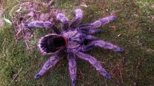 Внушительных размеров паук в мире птицеед-голиаф, гигантский паук-птицеед.