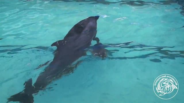 Newborn Dolphin