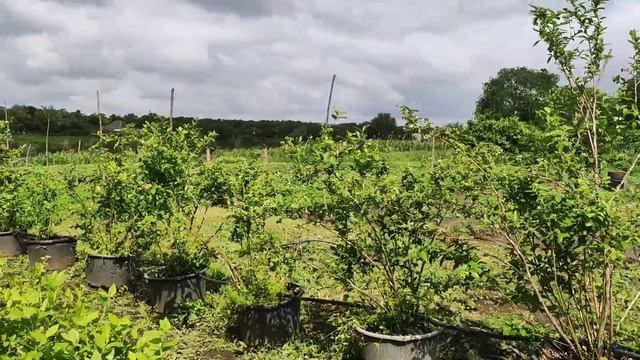 ?Голубика после непрекращающихся дождей и града. Ставрополь. смотреть онлайн