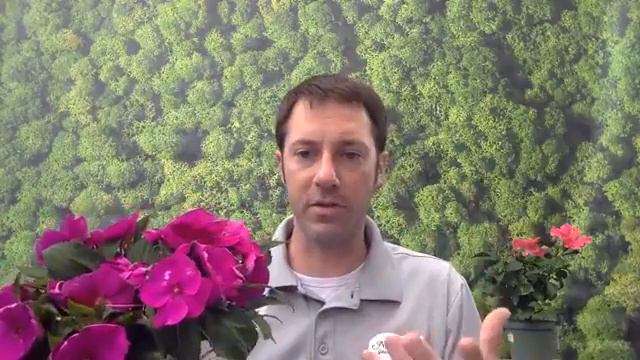 Garden Guru's Top Ten Favorite Annuals смотреть онлайн