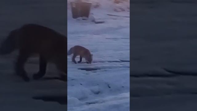 Дикая лиса ест с рук смотреть онлайн