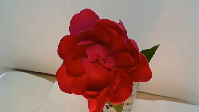 пион смотреть онлайн