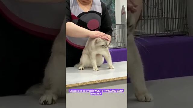 Выставка кошек в Москве 18-19.02.2023 смотреть онлайн