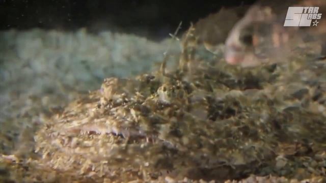 Самые удивительные светящиеся живые существа смотреть онлайн