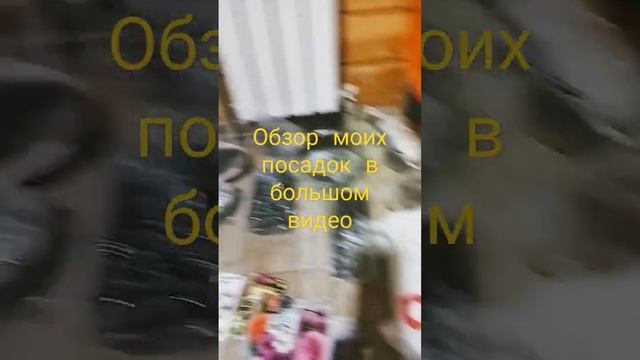 Что еще посадила в марте на рассаду, пробую новые цветы и сорта #дача #огород #цветы #flower #plant смотреть онлайн