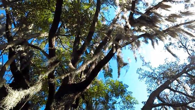 Spanish Moss смотреть онлайн