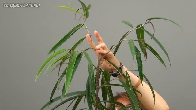 Формирование фикуса Али (ч.2).