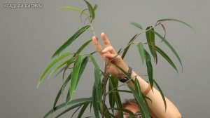 Формирование фикуса Али (ч.2).