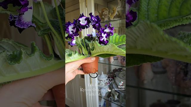 DS-Пегас. Стрептокарпус с замечательными характеристиками. Прекрасно подойдёт для начинающих коллекц смотреть онлайн