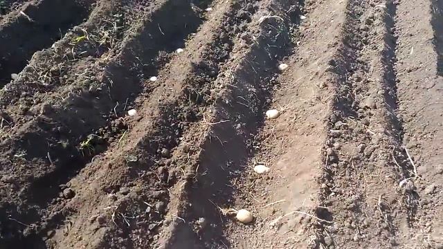 Посадка картофеля мотоблоком Салют, применяем технические средства разметки. смотреть онлайн