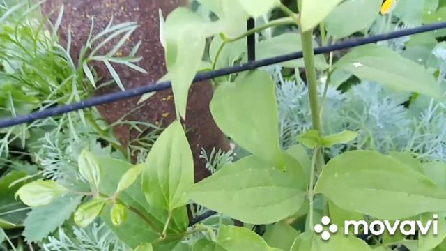 У вас было такое? Покупка растения на рынке.