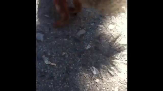 Белка В Новосибирске смотреть онлайн