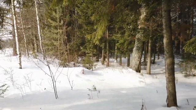 В Лесу, зимний лес смотреть онлайн