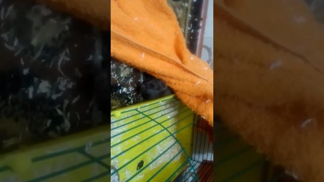 Горностай( машет хвостом) смотреть онлайн