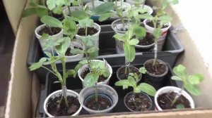 Определение лучших сортов арбуза для выращивания в Средней полосе часть 1