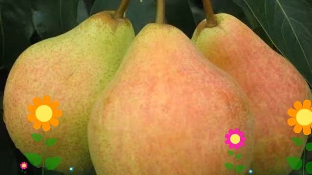 Груша обыкновенная Памяти Яковлева. Краткий обзор, описание характеристик, где купить саженцы