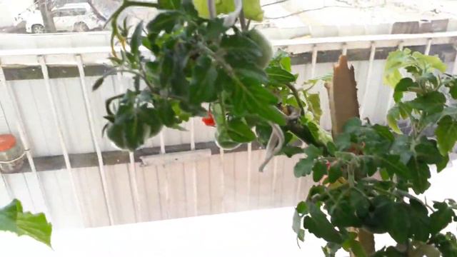 Выращиваю на подоконнике своего окна Огурцы и помидоры смотреть онлайн