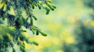 Футаж — Ветки ели весной. Футажи (footage) красивая природа [FullHD]