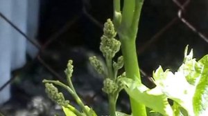 Виноград.  Защита винограда весной