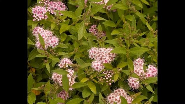 СПИРЕЯ, или ТАВОЛГА  (SPIRAEA)  сем. Розоцветные