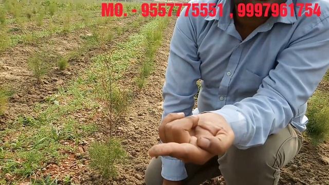 Akarkara ki kheti nepali shatavari ke sath | Akarkara ki kheti | Anacyclus Pyrethrum farming смотреть онлайн