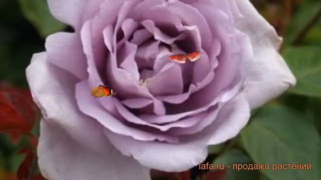 Роза чайно-гибридная Генри Идланд (harry edland) ? обзор: как сажать, саженцы розы Генри Идланд смотреть онлайн