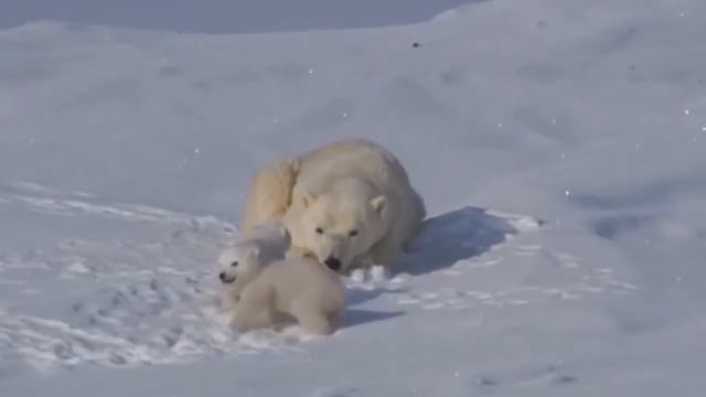 Михаил Гулько - Заплутали Мишки, заплутали смотреть онлайн
