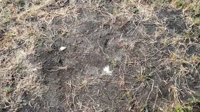 Ну да, разорил пару муравейников в детстве, это че, месть?