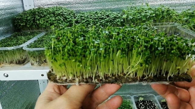 ?????ВЫРАЩИВАНИЕ МИКРОЗЕЛЕНИ БРОККОЛИ. МИКРОГРИН КАПУСТЫ БРОККОЛИ смотреть онлайн
