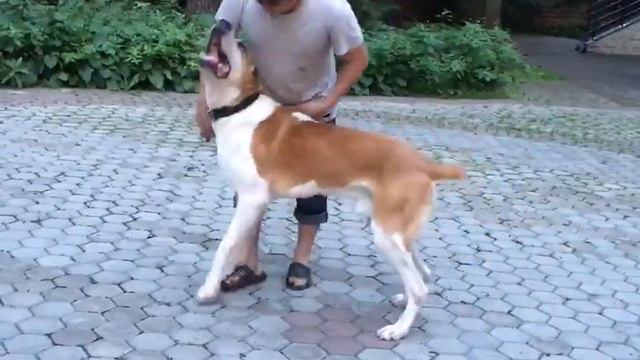 САО Батыра мало не бывает 😘🐕 смотреть онлайн